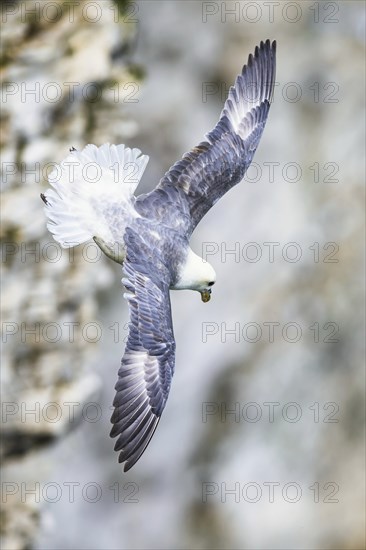 Northern Fulmar, Fulmarus glacialis, bird in fly, Bempton Cliffs, North Yorkshire, England, United