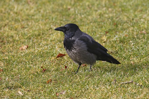 Hooded Crow (Corvus cornix), Mecklenburg-Western Pomerania, Germany, Europe