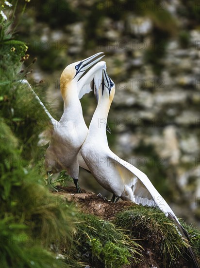Northern Gannet, Morus bassanus, pair of birds on the cliff, Bempton Cliffs, North Yorkshire,