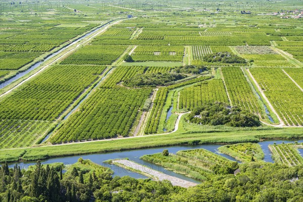 Orchards in the Neretva Delta, Dalmatia, Croatia, Europe