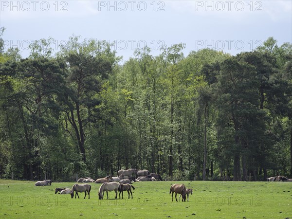 A herd of horses grazing on a large green meadow in front of a dense forest, merfeld, münsterland,