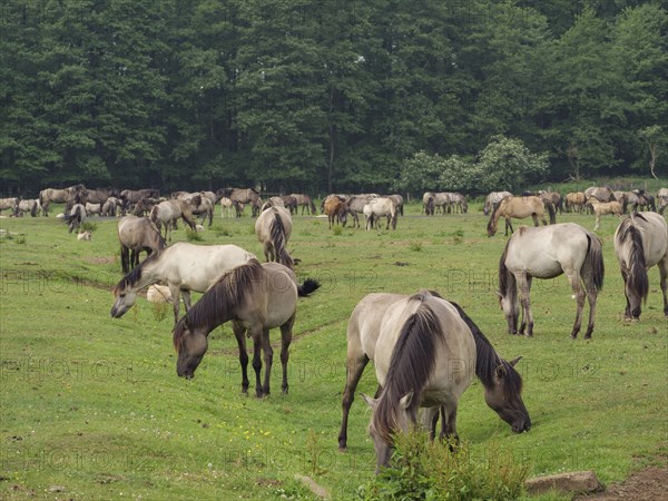 A large herd of horses grazing peacefully in a spacious meadow next to a forest, merfeld,