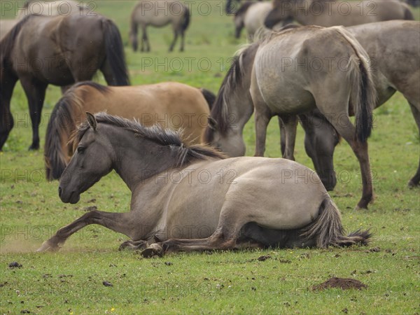 Lying horse and some standing horses grazing peacefully on a spacious pasture, merfeld,