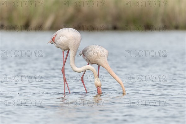 Two flamingos (Phoenicopterus roseus) eating in a pond in a nature reserve. Saintes Maries de la