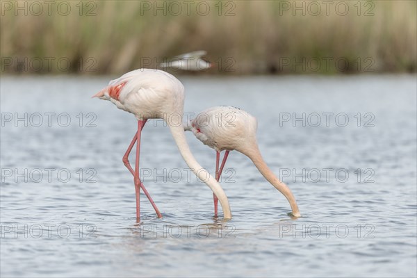 Two flamingos (Phoenicopterus roseus) eating in a pond in a nature reserve. Saintes Maries de la