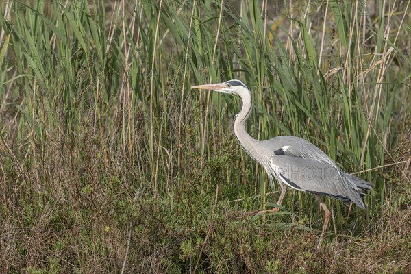Grey heron (Ardea cinerea) moving through the reeds at the edge of a pond. Saintes Maries de la