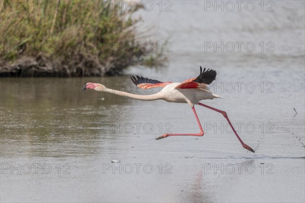 Flamingo (Phoenicopterus roseus) jumping out of a pond. Saintes Maries de la Mer, Parc naturel