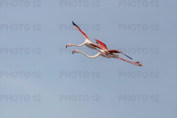 Two flamingos (Phoenicopterus roseus) flying in the blue sky in spring. Saintes Maries de la Mer,