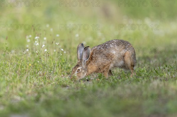 European hare (Lepus europaeus) Brown hare smelling odours on the ground in a meadow. Kaiserstuhl,