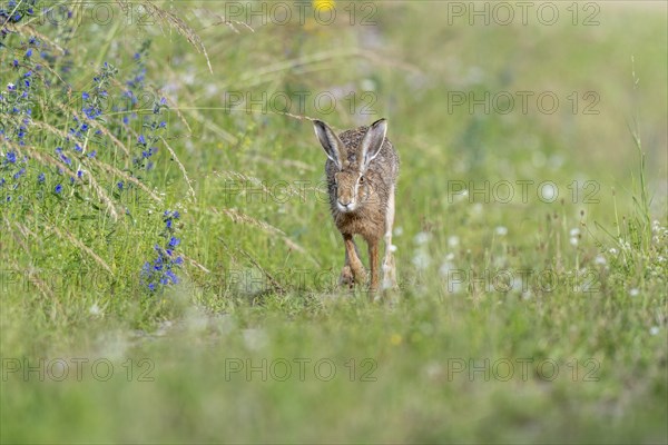 European hare (Lepus europaeus) Brown hare in motion hopping in a meadow. Kaiserstuhl, Freiburg im