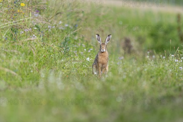 European hare (Lepus europaeus) Brown hare sitting on the ground and observing the surroundings in