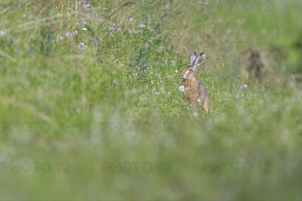 European hare (Lepus europaeus) Brown hare sitting on the ground and observing the surroundings in