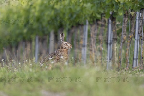 European hare (Lepus europaeus) Brown hare sitting on the ground and observing the surroundings in