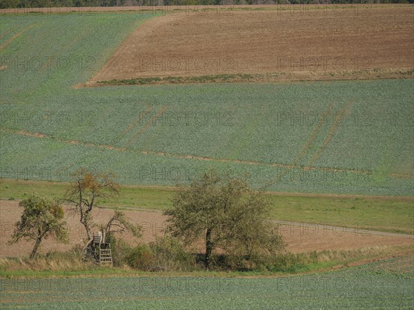 Two trees next to a raised hide in the middle of fields, early autumn colours visible, Waldeck,