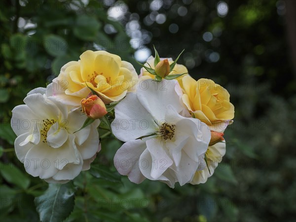 Close-up of white and yellow roses in a garden, SChermbeck North Rhine-Westphalia, Germany, Europe