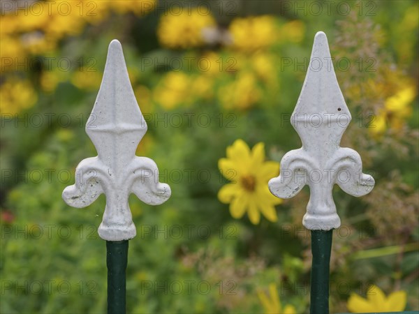 White fence tops against a background of yellow flowers in a garden, SChermbeck North