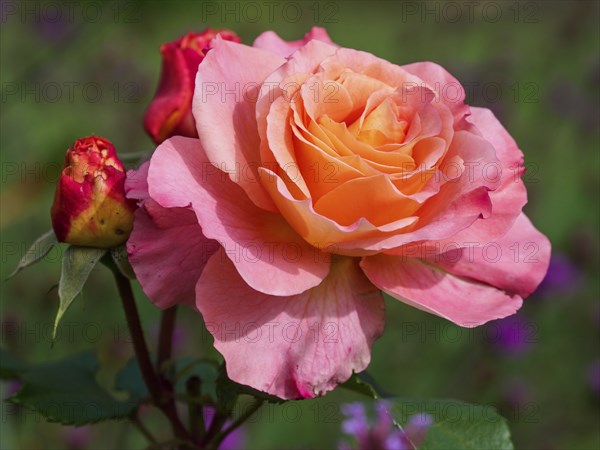 Close-up of a pink rose with orange centre and buds in a green garden, SChermbeck North