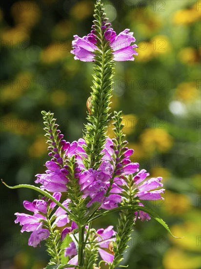 Close-up of a pink flower standing proudly in a garden surrounded by bright greenery, SChermbeck