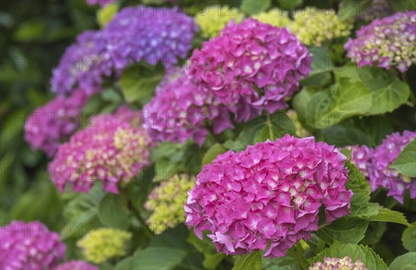 Hydrangea, hydrangea, hydrangea blossom, hydrangea bush, Münsterland, North Rhine-Westphalia,