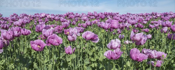 Opium poppy (Papaver somniferum), cultivation of edible poppy, poppy field, Donnersbergkreis,