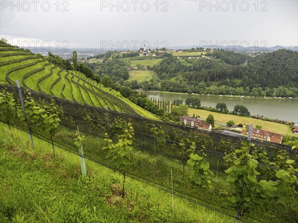 Vineyard, Silberberg, Sulmsee, behind pilgrimage church Frauenberg, near Leibnitz, Styria, Austria,