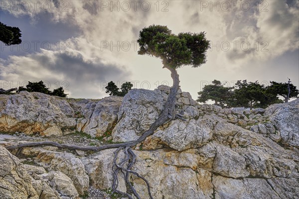 HDR, A wind shaped tree with visible roots growing out of the rocks, under a blue sky, Kastro