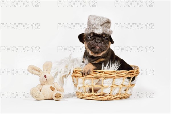 Funny tan French Bulldog dog puppy with night cap and toy plush bunny in basket