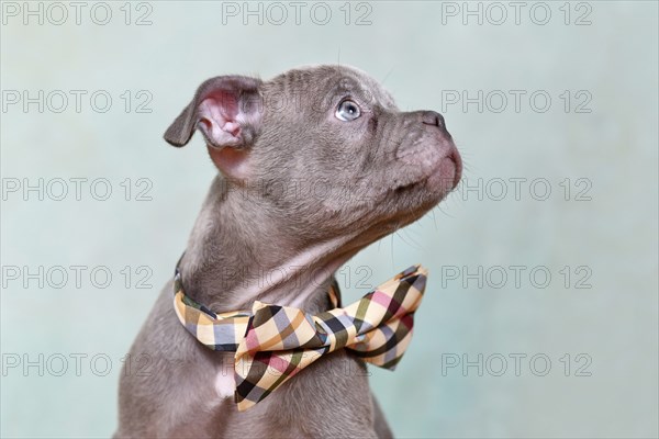 Portrait of Chondrodysplasia free French Bulldog dog puppy in front of studio background
