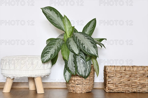 Tropical 'Aglaonema Silver Bay' houseplant with silver pattern in basket pot in front of white wall