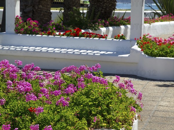 Blooming pink flowers in a bed by a white pavilion along a paved footpath, Puerto de la cruz,