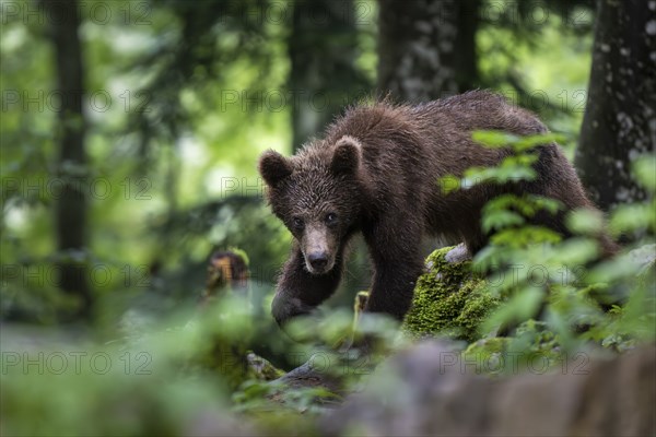 European brown bear (Ursus arctos arctos) in the forest, Notranjska region, Slovenia, Europe