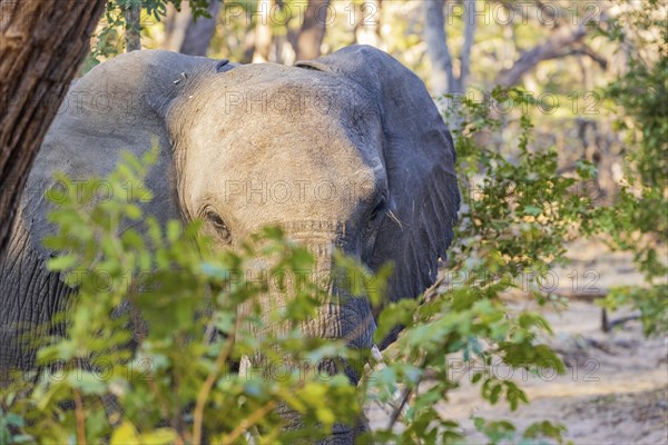 Elephant walking through Hwange National Park