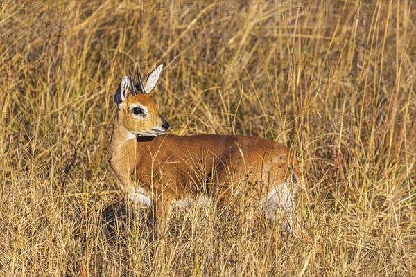 Young antelope steenbock Raphicerus campestris in the dry savannah of Hwange National Park in