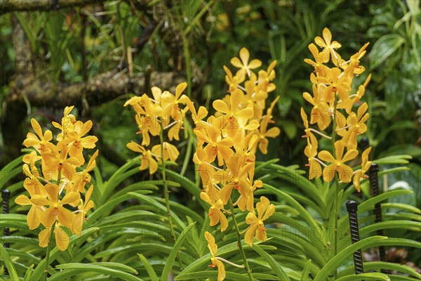 Bright yellow orchid flowers in a tropical garden surrounded by dense green foliage, Singapore,