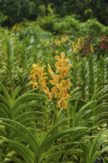 Yellow orchid flowers emerging from dense green vegetation in a tropical setting, Singapore,