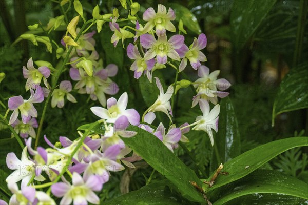 White-pink orchid flowers surrounded by green leaves in a tropical setting, Singapore, Singapore,