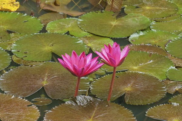 Two pink water lily flowers blooming over large green leaves in the water of a pond, Singapore,