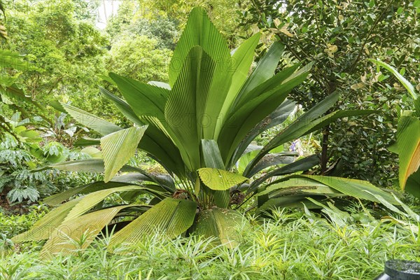 Lush green tropical plants growing close together, Singapore, Singapore, Asia