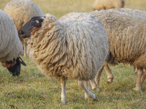 Several sheep with thick wool standing and grazing on a green meadow, weseke, münsterland, germany