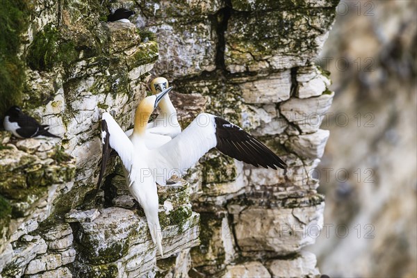 Northern Gannet, Morus bassanus, pair of birds on the cliff, Bempton Cliffs, North Yorkshire,