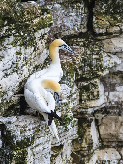 Northern Gannet, Morus bassanus, pair of birds on the cliff, Bempton Cliffs, North Yorkshire,