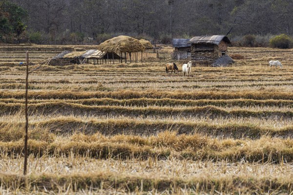 Black-necked cranes in Phobjikha valley during winter season