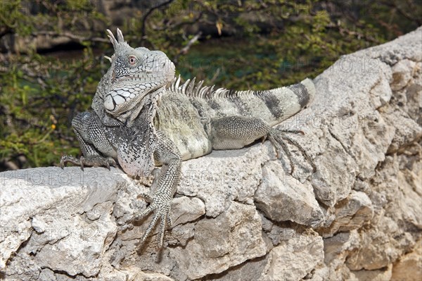 Green iguana (Iguana iguana), Caribbean, Windward Islands, Netherlands Antilles, ABC Islands ABC