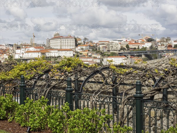 Wide angle shot of the city, foreground vineyards and historic architecture in the sky, Porto,