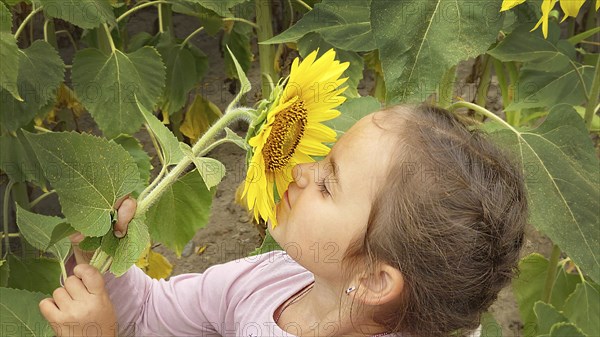 A young girl smelling a sunflower (Helianthus) surrounded by large green leaves in a vibrant
