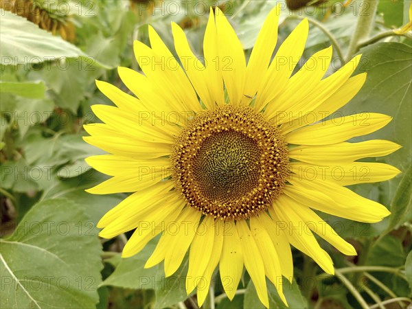Yellow sunflower (Helianthus) in full bloom surrounded by green leaves, capturing the essence of