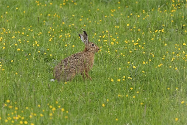 Hare sitting in a meadow, Geltinger Birk, Geltinger Bucht, Nieby, Schleswig-Holstein, Germany,