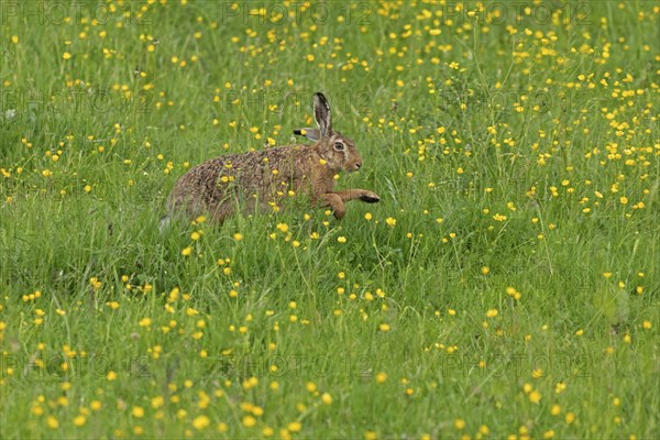 Hare running across meadow, Geltinger Birk, Geltinger Bucht, Nieby, Schleswig-Holstein, Germany,