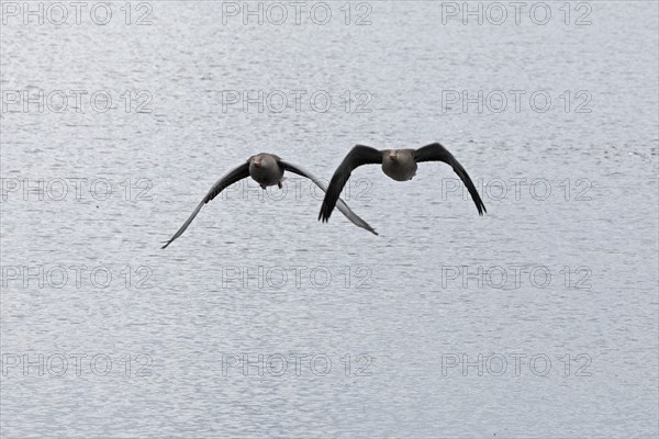 Greylag geese (Anser anser) in flight, water, Geltinger Birk, Geltinger Bucht, Nieby,