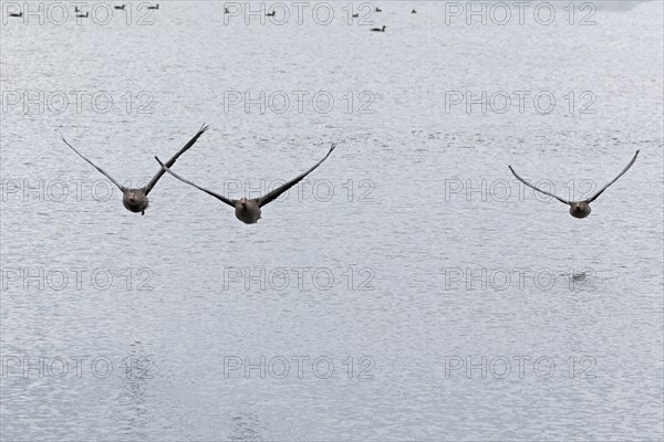 Greylag geese (Anser anser) in flight, water, Geltinger Birk, Geltinger Bucht, Nieby,